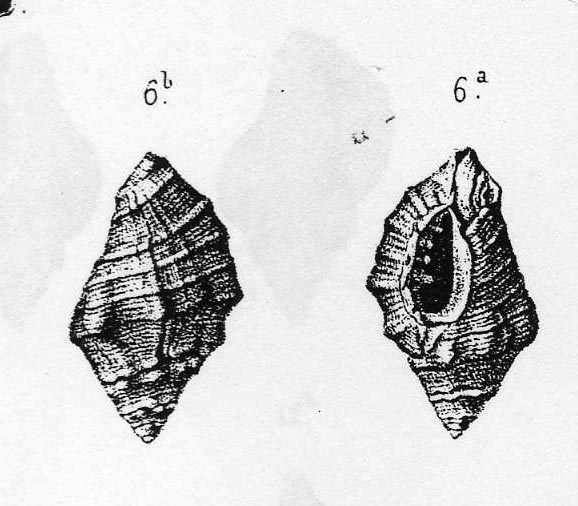 Murice (?) da determinare